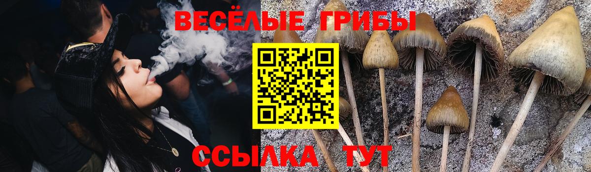 Галлюциногенные грибы прущие грибы  Вход с VPN  Гатчина 